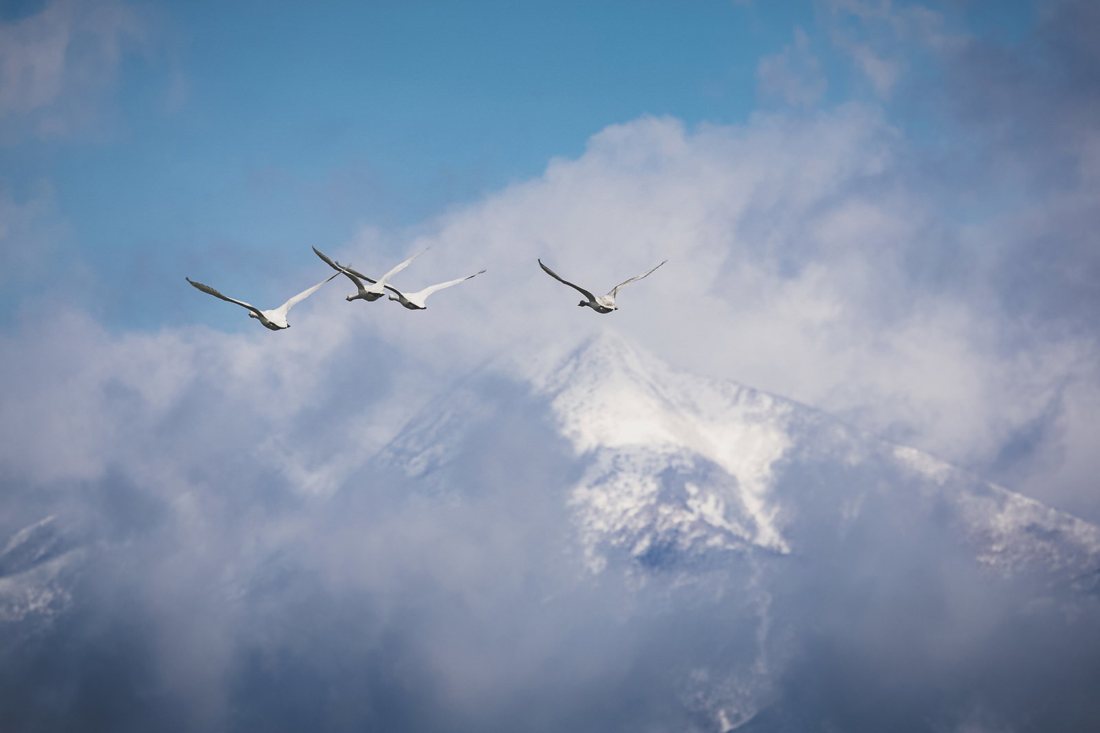 磐梯山を背景に編隊で飛ぶ3羽の白鳥