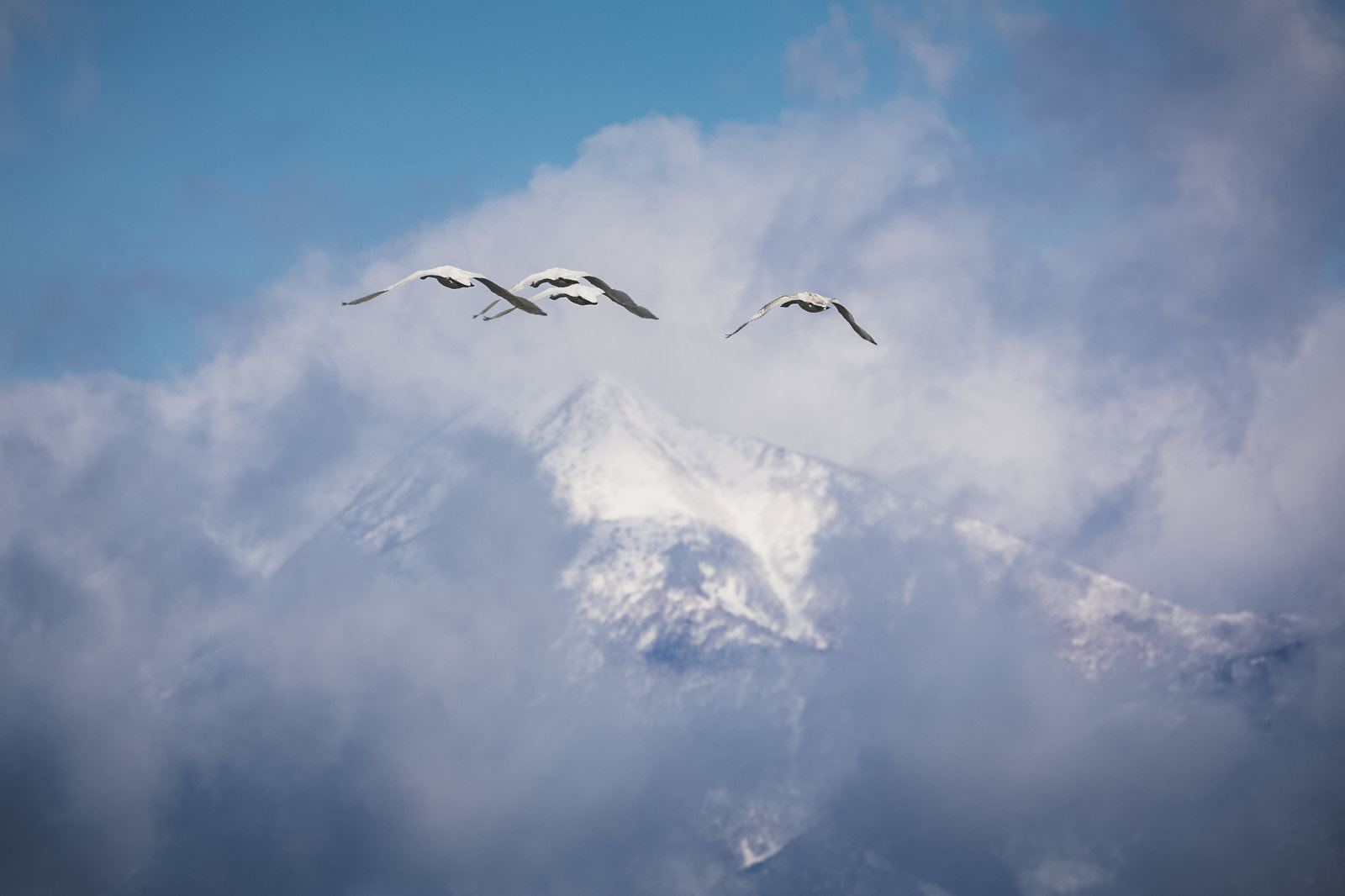 雪をかぶった山を背景に翼を広げて飛ぶ3羽の白鳥