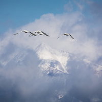 雪山の上空を飛ぶ白鳥の群れの写真