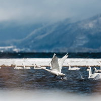 磐梯山の空を飛び交う白鳥の群れ・冬の渡り鳥の写真