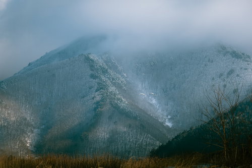 ガスのかかった雪の山に飛び立つ白鳥、朝霧に包まれた冬景色