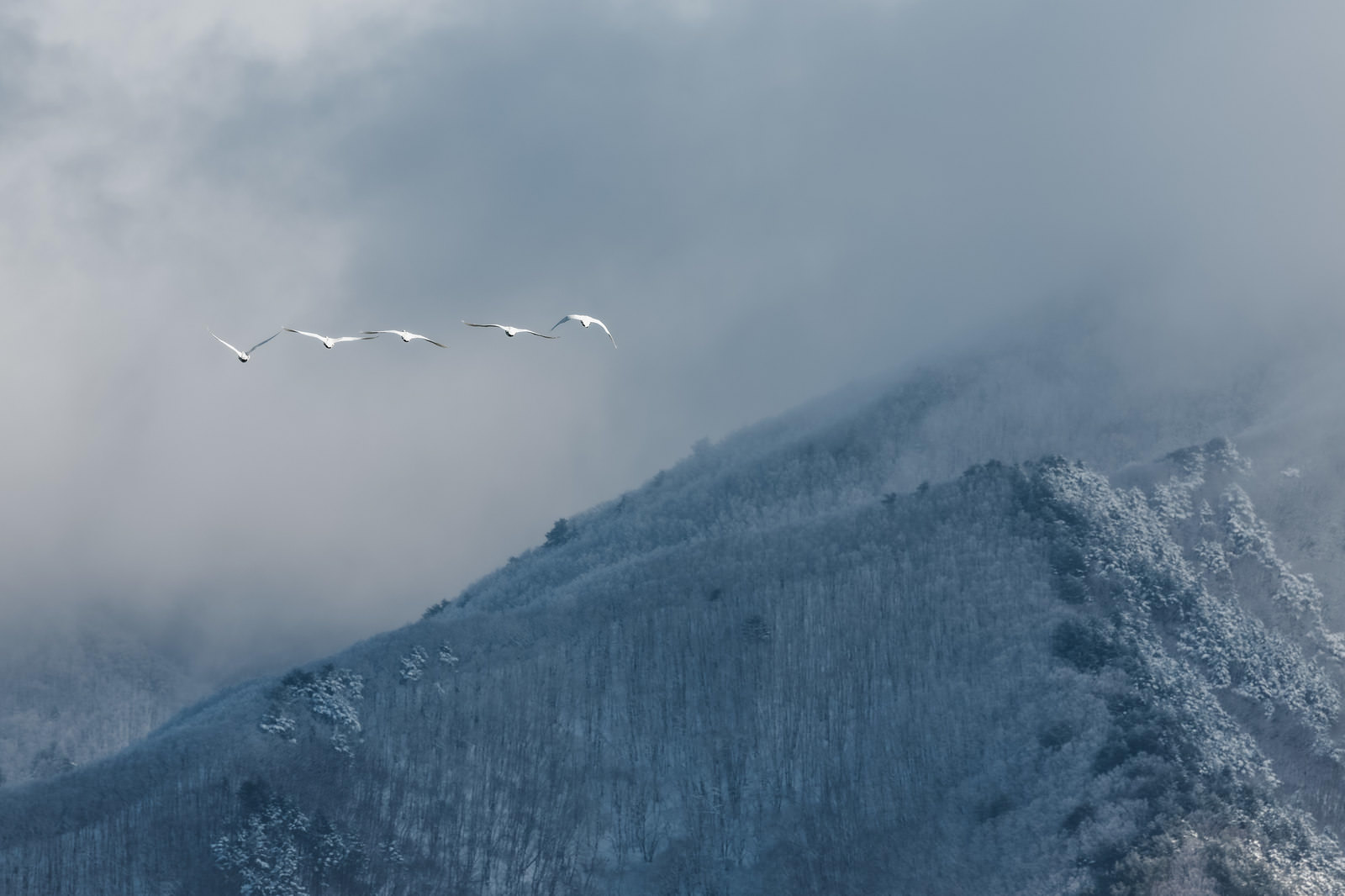 雪が積もった磐梯山の上空を飛行する白鳥の群れ