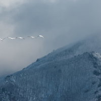 雪化粧した磐梯山の上空を飛行する白鳥の群れの写真