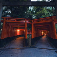 伏見稲荷大社の千本鳥居を行く参道の夜間ライトアップの写真