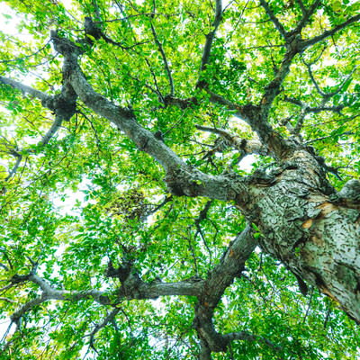 超広角で仰角から捉えた新緑と木漏れ日、青空と樹木の写真