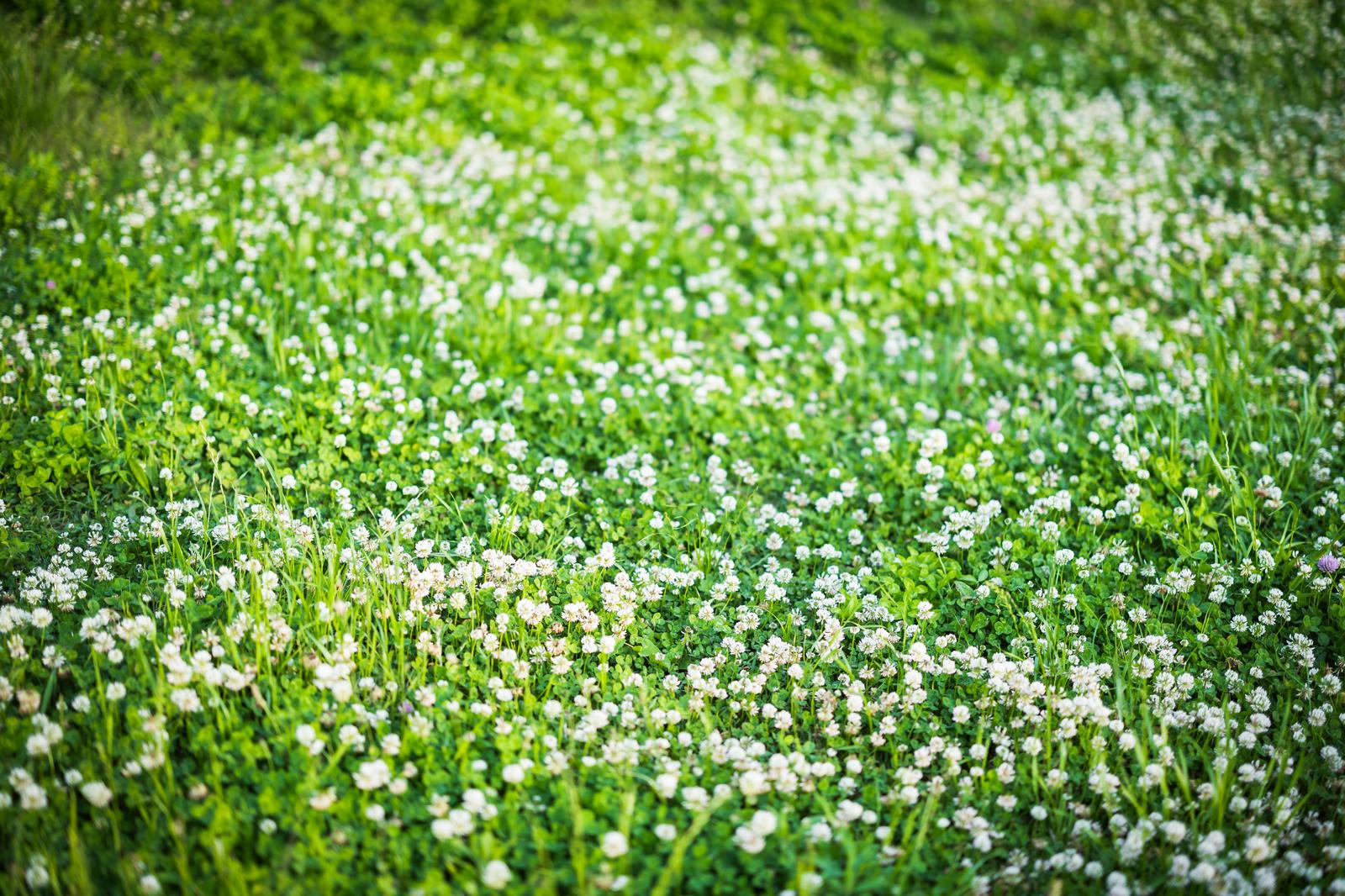 緑の芝生に白いシロツメクサの花が群生している様子
