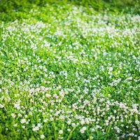 公園の芝生に群生するシロツメクサの白い小花の写真