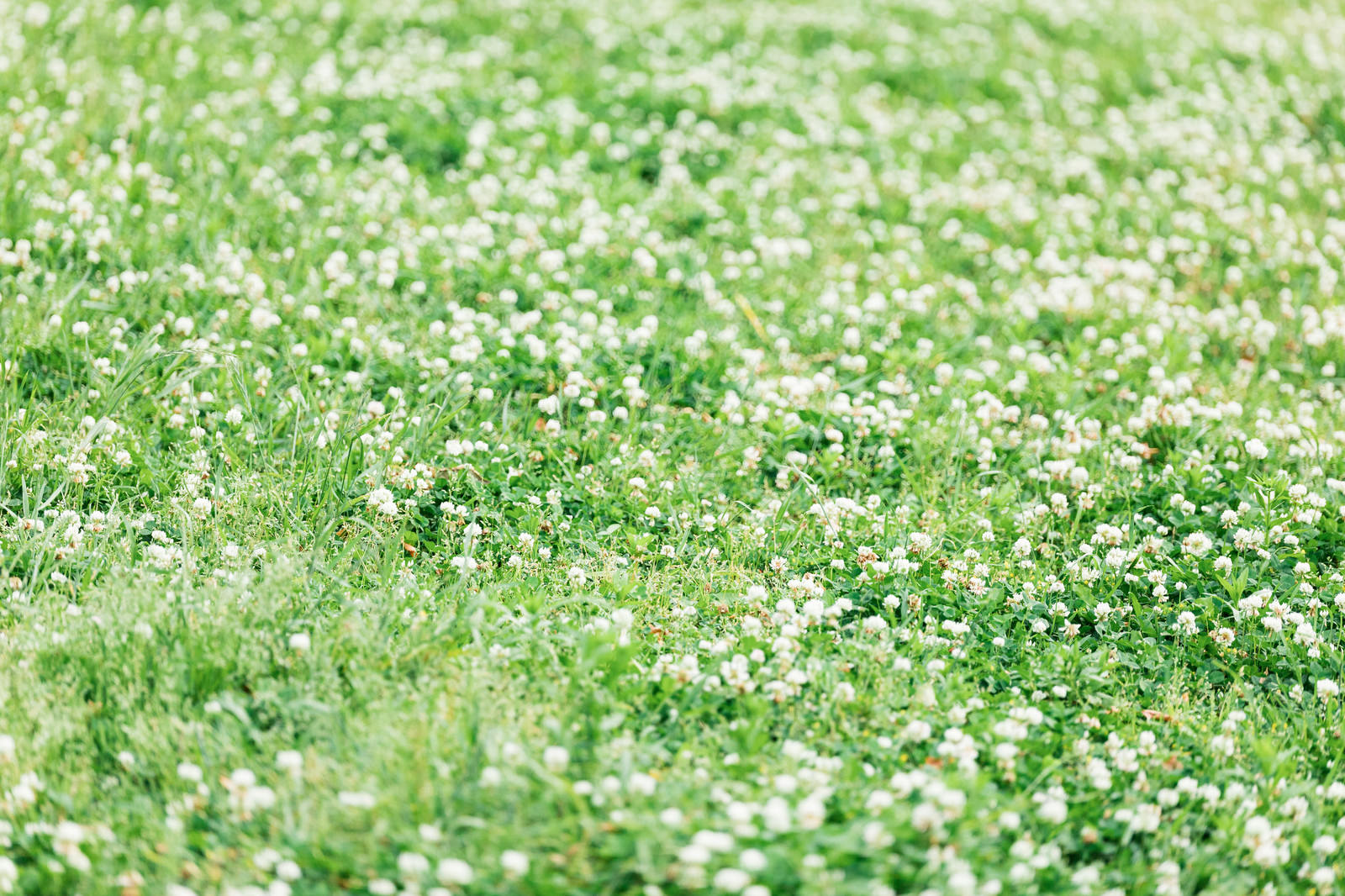 緑の草地に一面に咲くシロツメグサの白い小花