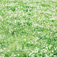 春の公園に一面広がるシロツメグサの白い花畑の写真