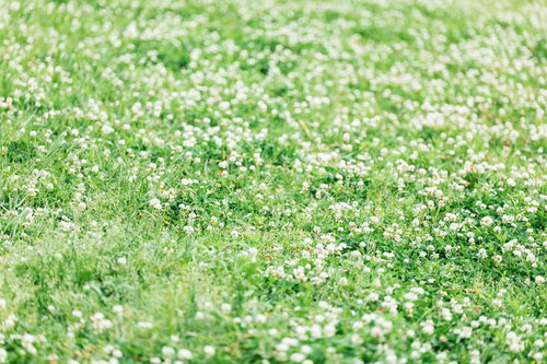 春の公園に一面広がるシロツメグサの白い花畑