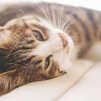 朝からgdgdなキジ白猫の寝そべる姿の写真