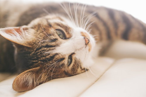 朝からgdgdなキジ白猫の寝そべる姿