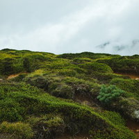 毛無峠の森林限界付近に広がる高山植物と低木群落の写真