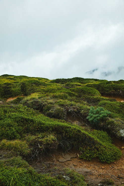 毛無峠の森林限界付近に広がる高山植物と低木群落