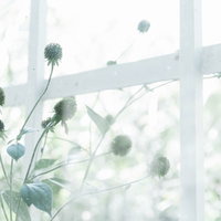 古びた窓枠に並ぶ観葉植物と柔らかな光の写真