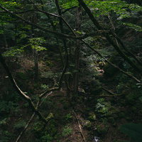 行司ヶ滝の先の橋上から眺める苔むした木々と森の写真