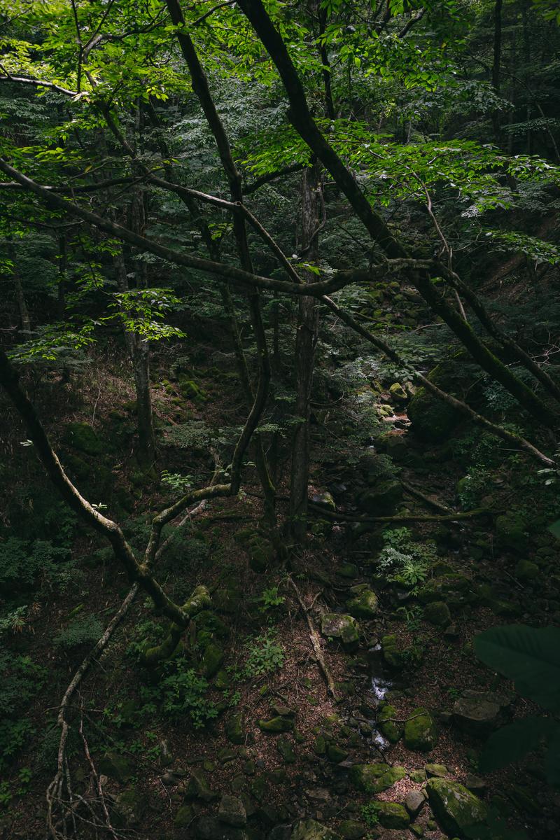 苔むした樹木が重なる森の中、橋から見た景色