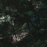 木漏れ日と行司ヶ滝の渓谷のコントラスト～福島県田村市の写真