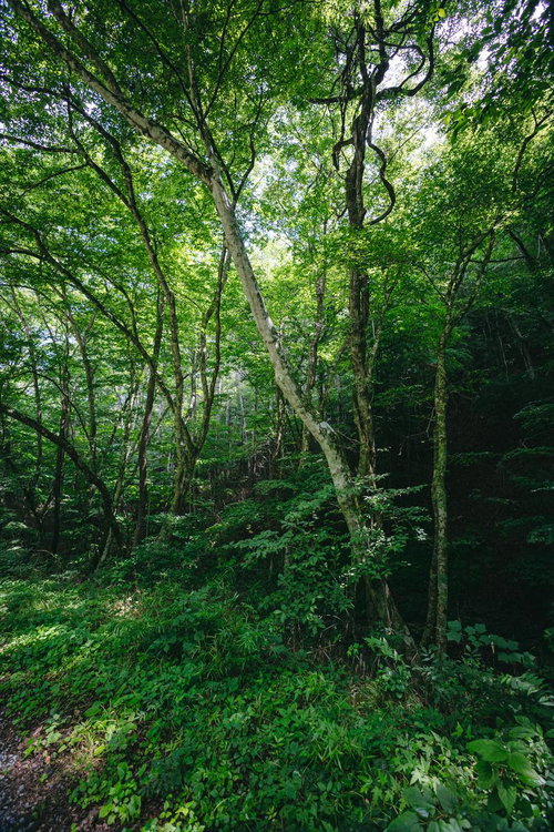 行司ヶ滝の遊歩道沿いに生い茂る木々と木漏れ日