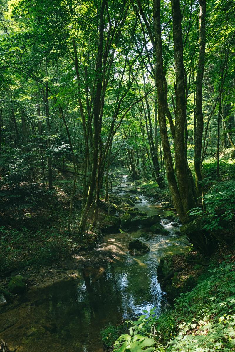 新緑の森を流れる渓流と苔むした岩が見える行司ヶ滝への山道