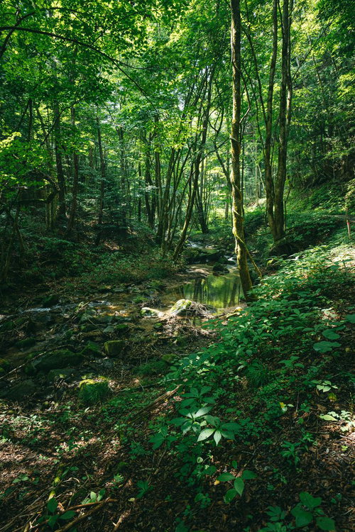 新緑の森を流れる行司ヶ滝の渓流、清流と遊歩道