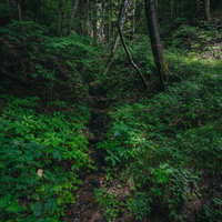 新緑の森を流れる沢沿いの雨道：福島県田村市行司ヶ滝の写真