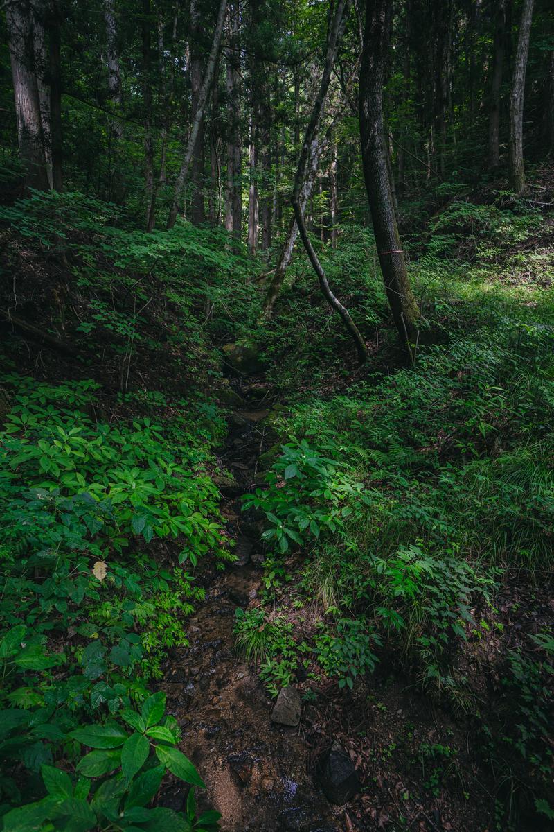 新緑の森で沢沿いの雨に濡れた遊歩道を上から見た写真
