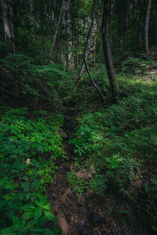 新緑の森を流れる沢沿いの雨道：福島県田村市行司ヶ滝