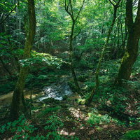 静かに流れる渓流、新緑の森に囲まれた行司ヶ滝遊歩道の写真