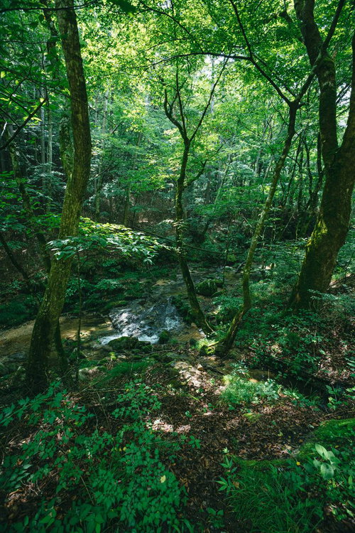静かに流れる渓流、新緑の森に囲まれた行司ヶ滝遊歩道