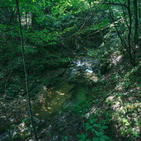 行司ヶ滝遊歩道の横を流れる渓流と木漏れ日の光の写真