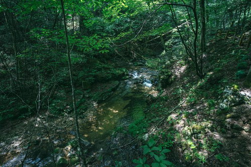 行司ヶ滝遊歩道の横を流れる渓流と木漏れ日の光