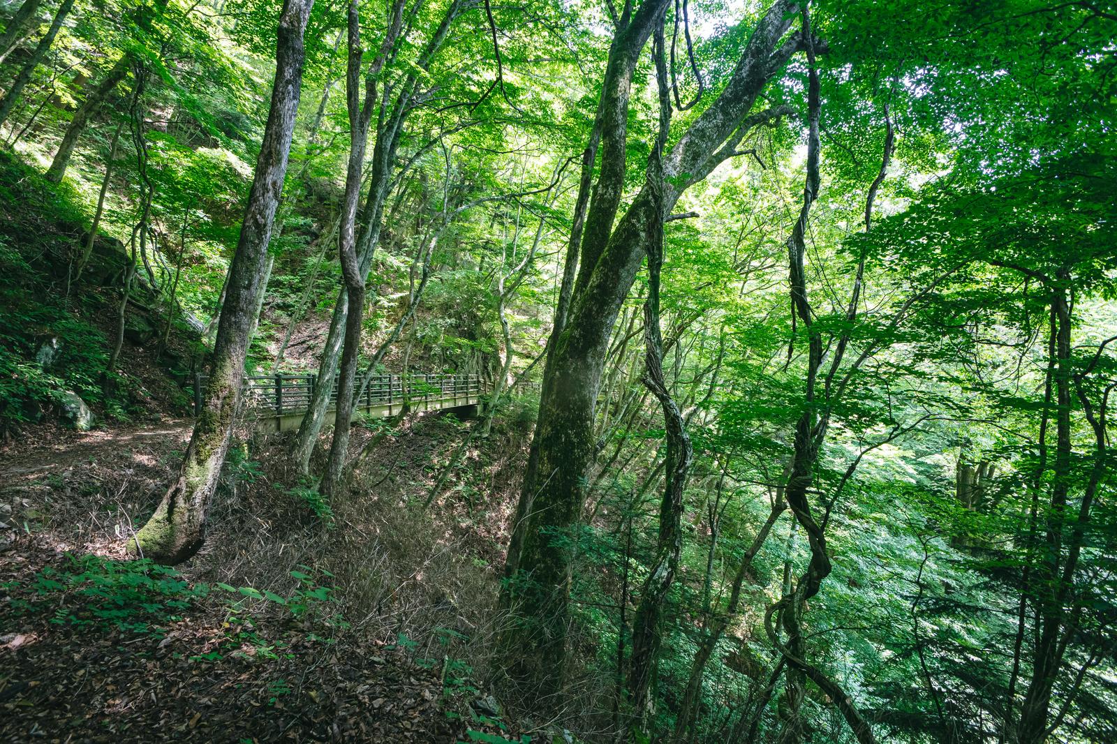 福島県の行司ヶ滝遊歩道で、新緑の樹木に覆われた階段状の散策路