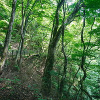 木々に覆われた行司ヶ滝遊歩道の新緑と苔むした樹木の写真