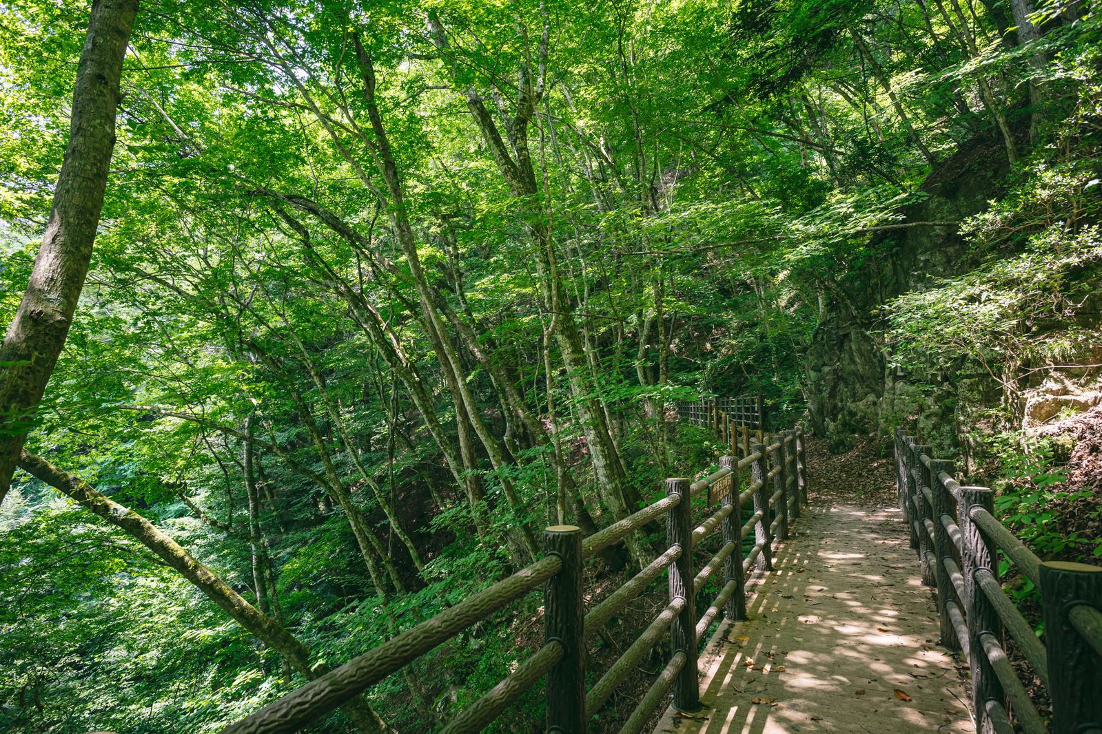 新緑の山中、木製柵に沿って続く遊歩道