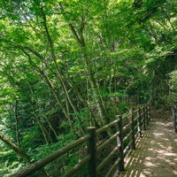 行司ヶ滝遊歩道の山中を貫く木製柵の新緑参道の写真