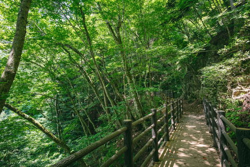 行司ヶ滝遊歩道の山中を貫く木製柵の新緑参道