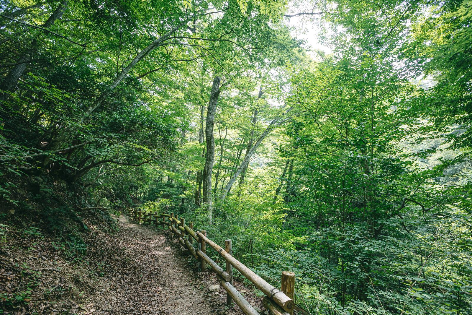 新緑の森の中を木製手すりが付いた遊歩道が続く、行司ヶ滝周辺の林道の風景