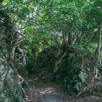 岩の斜面と新緑の木々が覆う行司ヶ滝遊歩道の写真