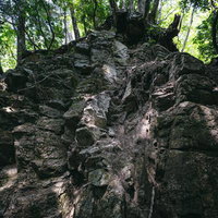 苔むした岩上に根を張る樹齢の古い木々と渓谷の自然景観の写真