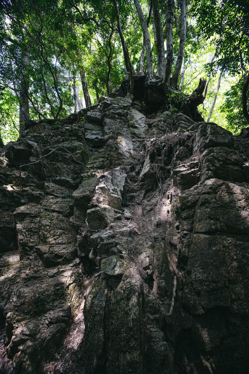 苔に覆われた岩上に根を張って育つ樹齢の古い木々と、背景の杉林