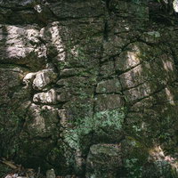 木漏れ日が映る苔むした岩壁のテクスチャーの写真