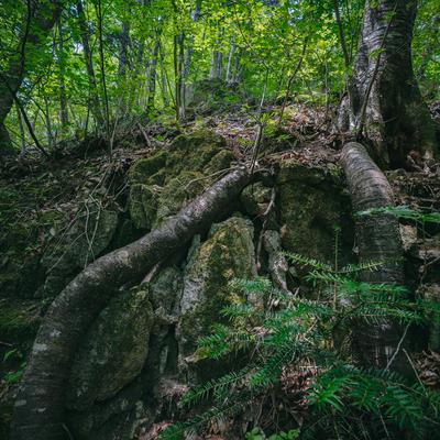 岩場に根を張る木々が生い茂る森の遊歩道、福島県田村市の行司ヶ滝の写真