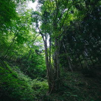 行司ヶ滝の原生林、見上げるほどの樹木が茂る渓谷の写真