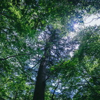 原生林の驚異、行司ヶ滝で見上げた壮大な樹木の天蓋の写真