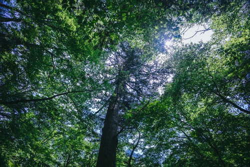 原生林の驚異、行司ヶ滝で見上げた壮大な樹木の天蓋