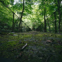 木々に覆われた橋上を進む行司ヶ滝遊歩道の新緑の写真