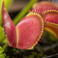 ハエトリソウのトゲトゲ（食虫植物）の写真