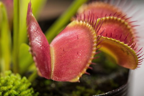 ハエトリソウのトゲトゲした罠の全景。赤紫色の捕虫葉に並ぶ針状のトゲ