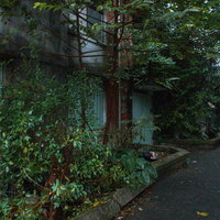 トタンで覆われた廃屋と繁る蔦やつる草の写真